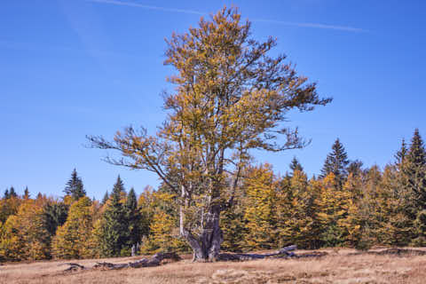 Gemeinde Lindberg Landkreis Regen Kohlschachten (Dirschl Johann) Deutschland REG